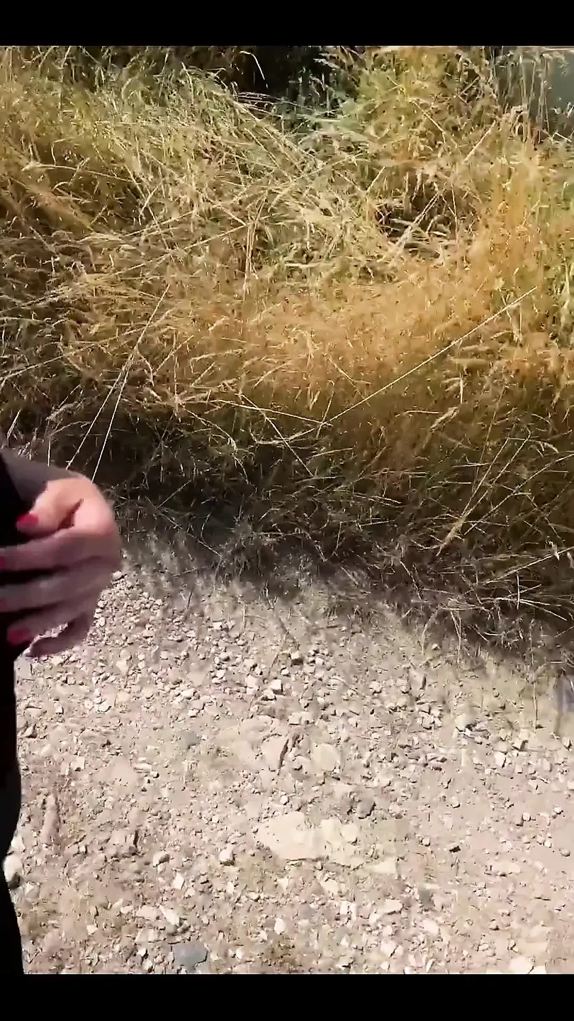 我今天只去散步, 原因只有一个