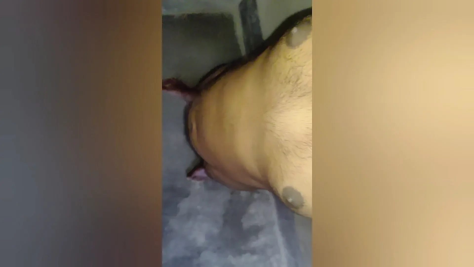 男孩们走一个房子主人bason小鸡巴公鸡