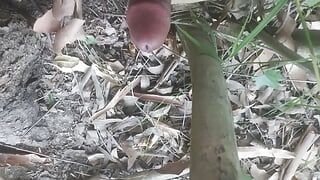 Bachelor boy tree in forest sex video