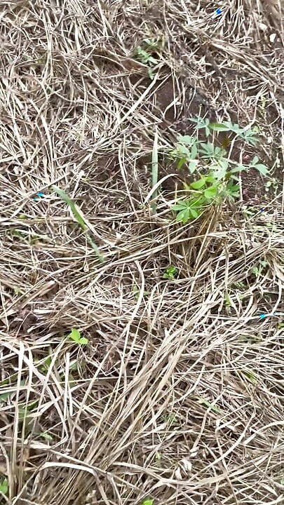 Scissors bareback doggy’s style inside the bush