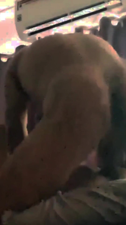 When husband is horny and the wife is wife, he fucks his gay lover | Clip 1