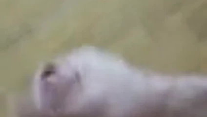 cumshot auf Tisch