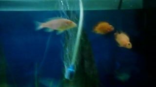 video of my fishes