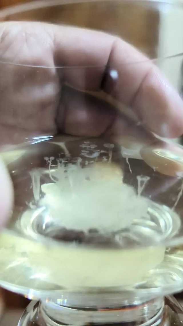 Anyone want some cum with their Chardonnay?