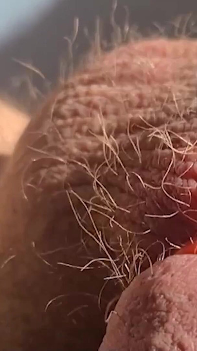 Unforgettable moment from "Thick, fat, hard banded cock comes without squirting during horny banding session"