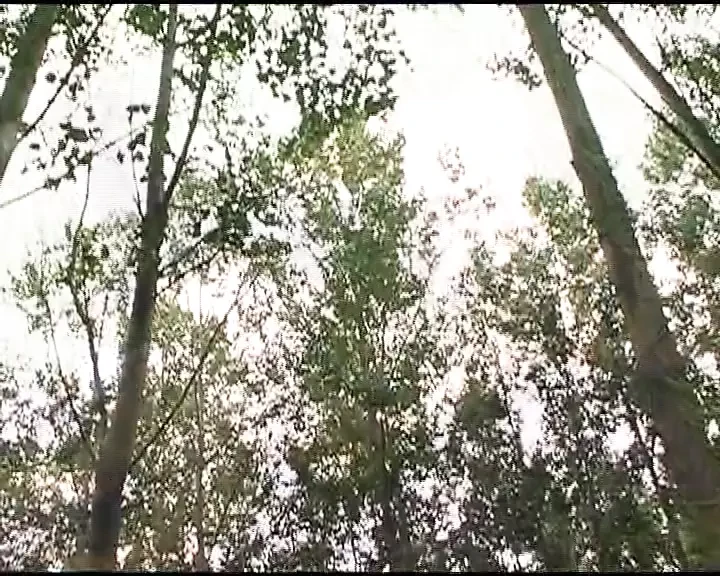 Slender German babe in stockings fucked hard in the woods