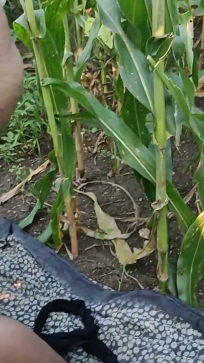 Mere sagi bhabhi ko maine sare kapde utaar Diya Makka ke khet mein dekh liya maine bhabhi se kaha kya bhabhi main… | Clip 1