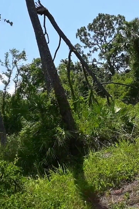 Full Day Video