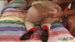 Pregled videozapisa