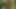 Çekici esmer kızlar takma yarakla birbirlerini sikiyor