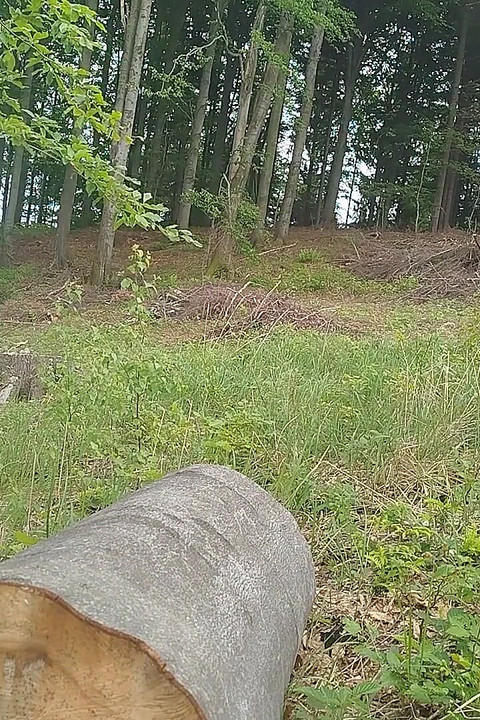 Прыжок в лесу