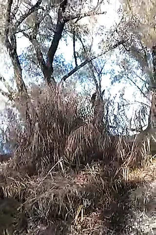 Quick in the woods, no edit