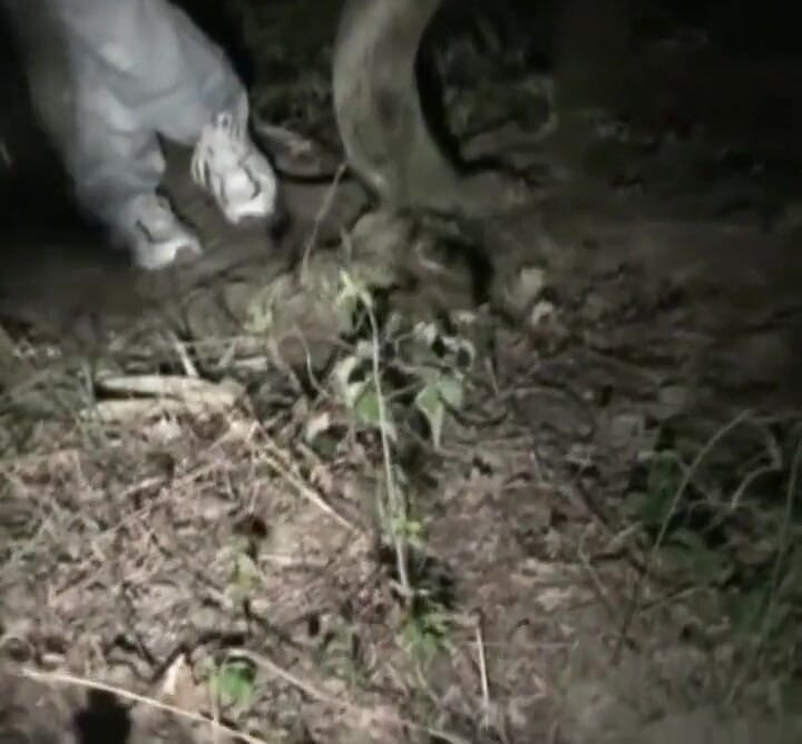 夜の木の中のXXLのチンコクマに犯されるビッチのツインク