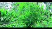 Pratonton Video