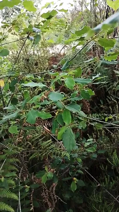 Cumming outside