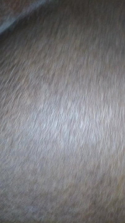 Kahrolası çikolata ıslak kedi