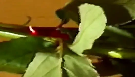 Rosebud si cewek sange ini di-anal habis-habisan sampai lubang pantatnya menganga lebar