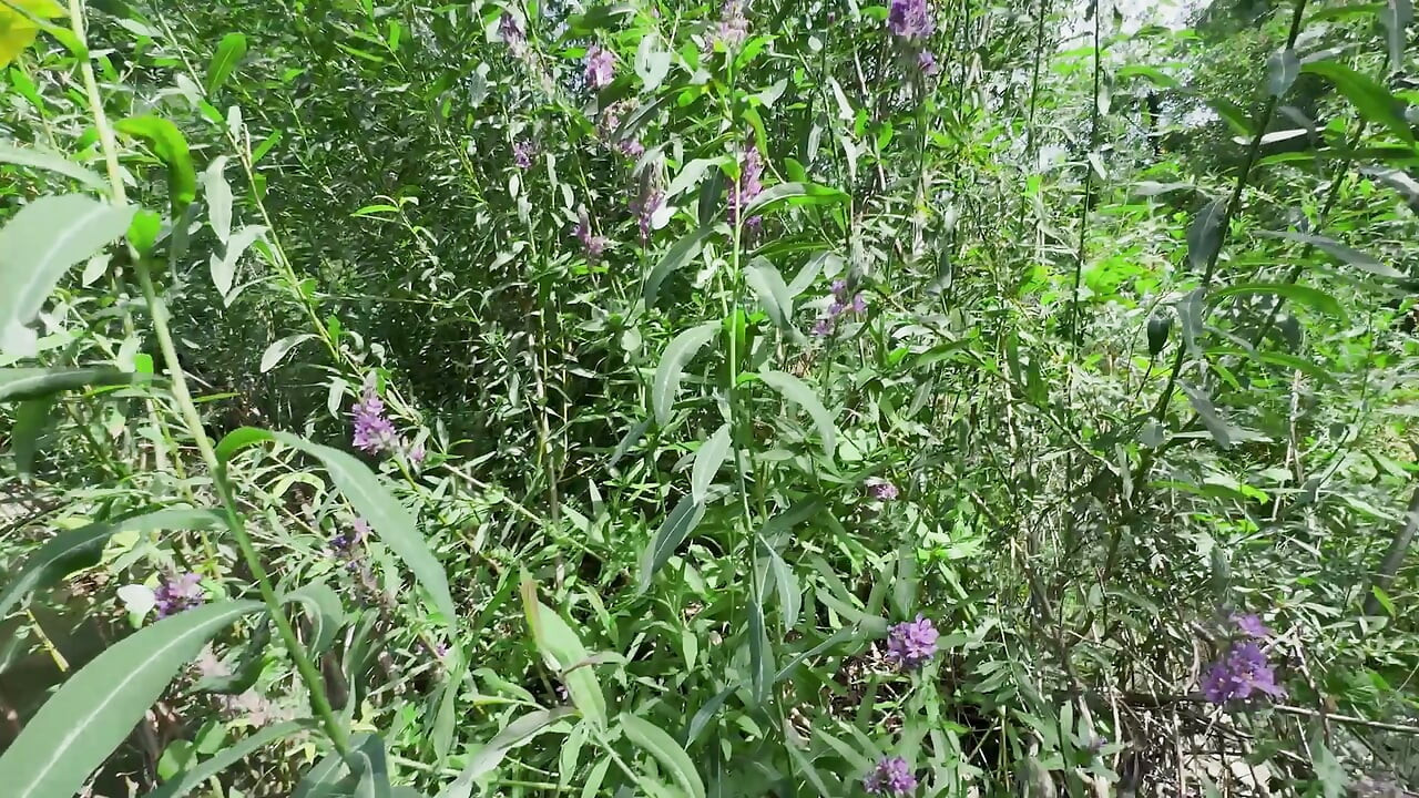 Wet Outdoor River Sex: POV Doggy, Cowgirl & Messy Belly Cumshot - Real Amateur Couple