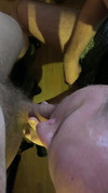 Pregled videozapisa