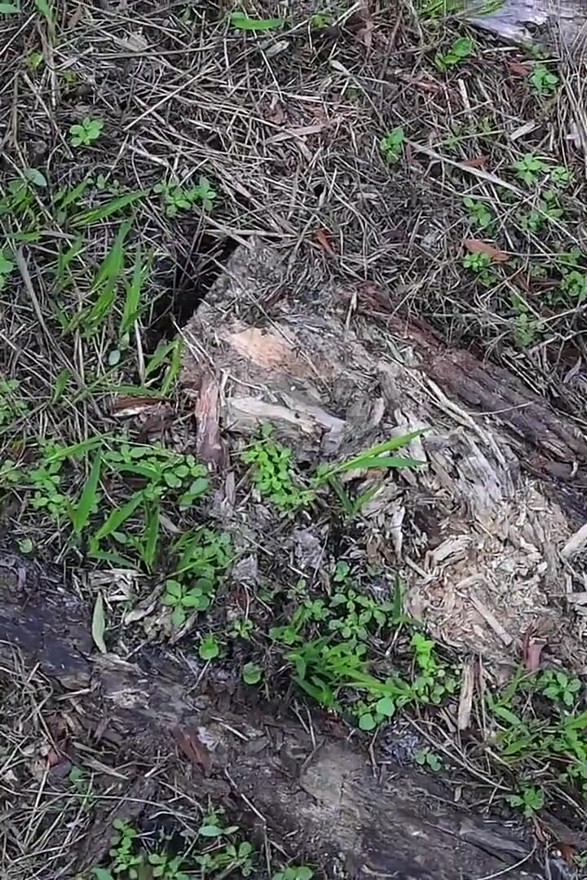 पूर्ण दिवसाचा व्हिडिओ