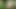 Sex in the Woods, She Sucks Her Lover Outdoors