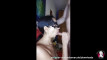 Pratinjau video
