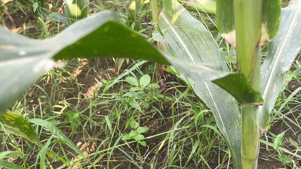 गाँव की भाभीजी खुले मैदान में आपना फ़िगर दिखाती हुई तंग बदन भारतीय खूब सूरत महिला