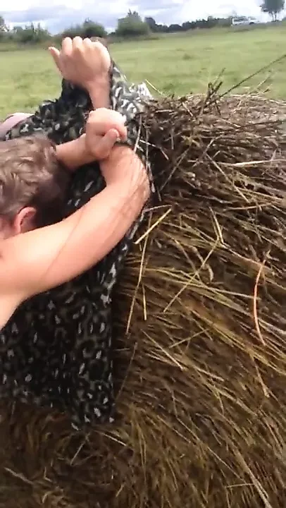 Summer, field, hay