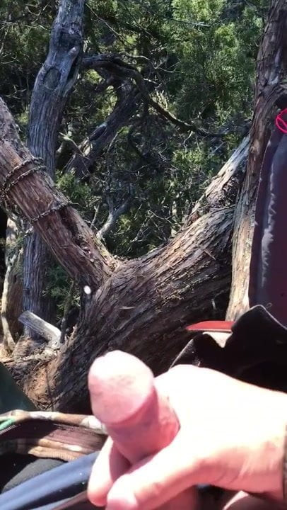 Deer hunting in a Cedar tree