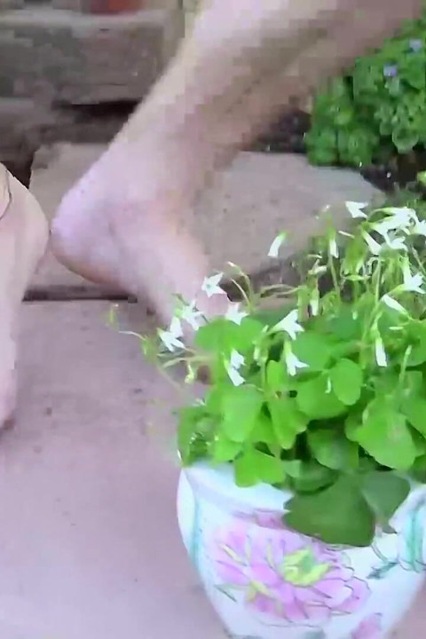 More Than the Luck of the Irish