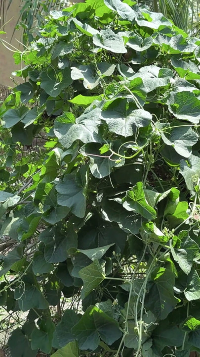 باغ لطیف با ساری بالا به درخت نارگیل نگاه می کرد