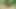 Bear Bating Big Fat Meat and Cumshot