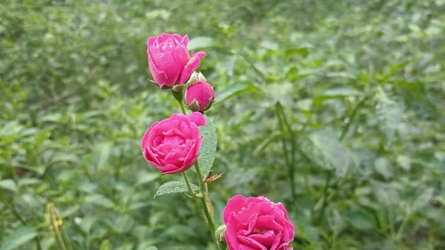 农村热辣男孩和女孩性爱故事孟加拉语