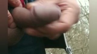 Cock in the Woods