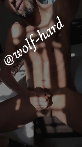 Wolf hard tounsi
