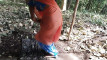 Pregled videozapisa