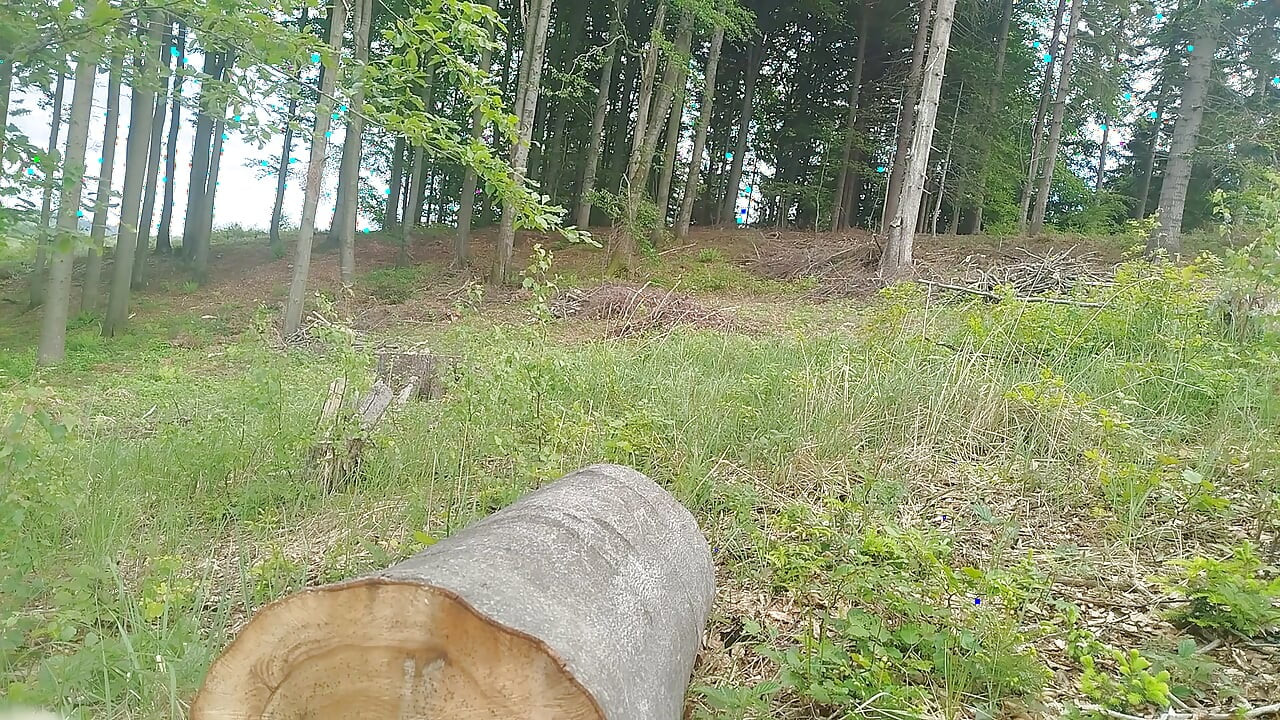 Forest Jump