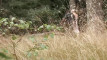 Anteprima video