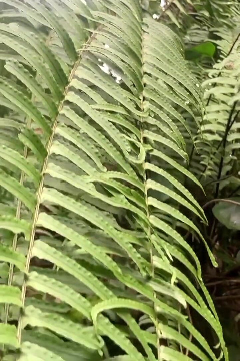 Sri Lankan Natural Girl Bathing