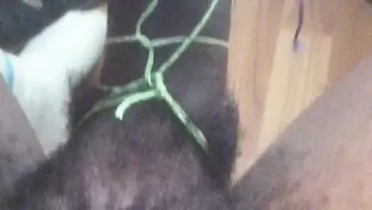 penis