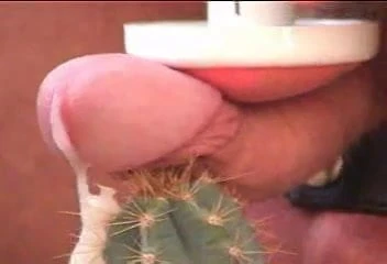 Cumming σε κάκτο