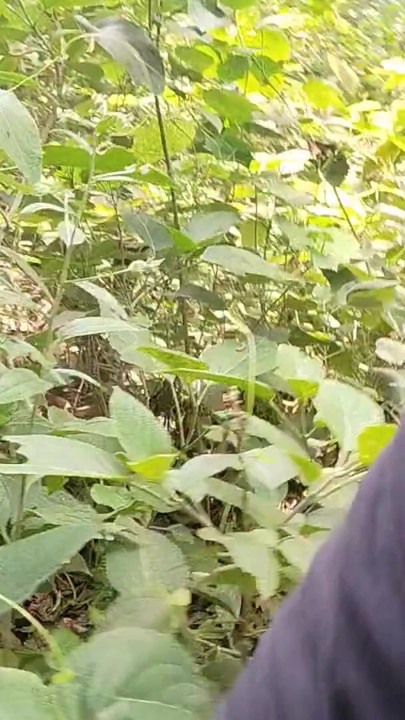 A Asian Boy IN Forest Handjob foking | Clip 2