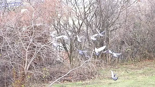 Deutscher harter sex