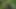 Daddy cannot get enough of getting naked in the Woods with his dick full of precum