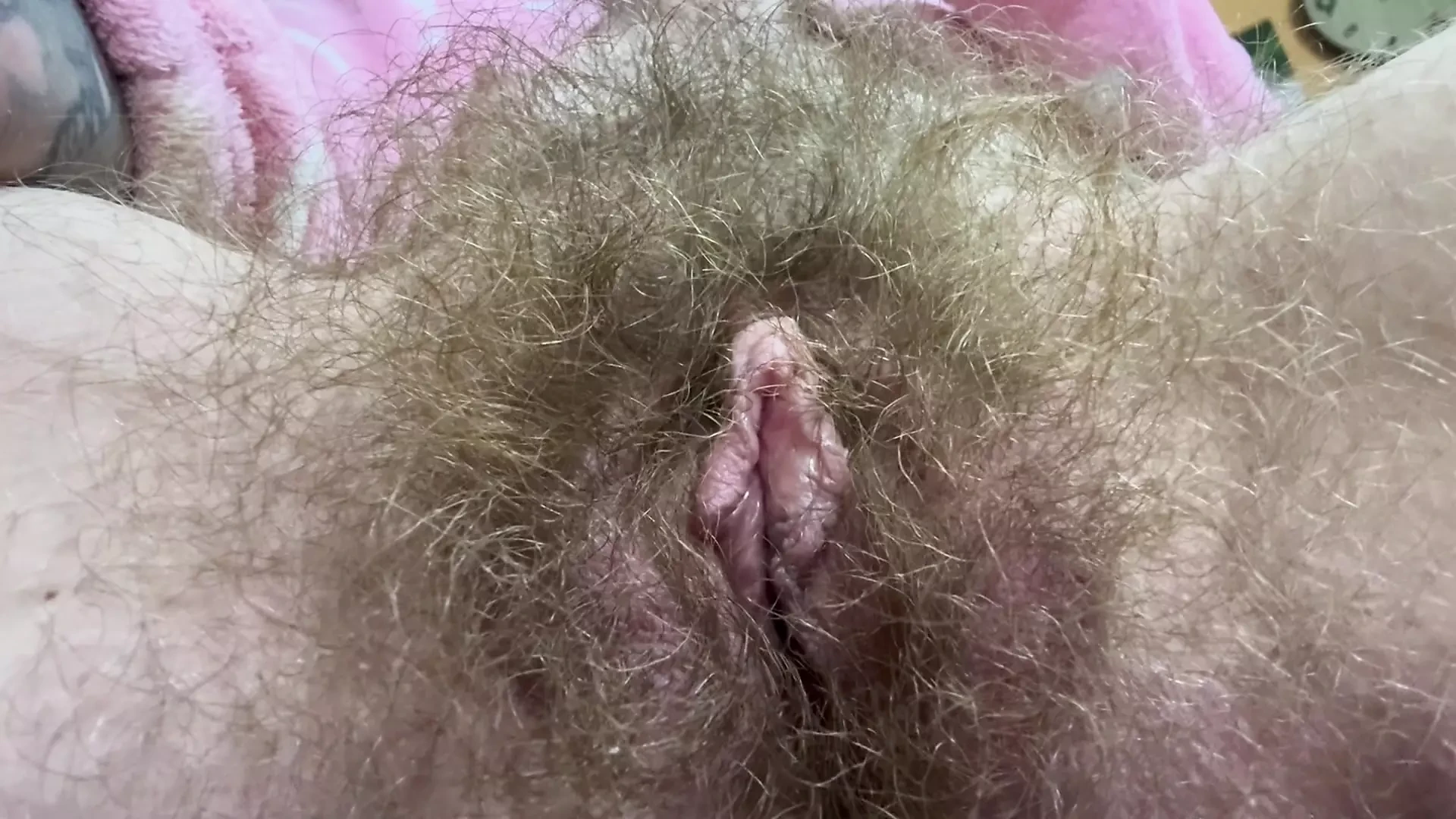 Xì gà và bụi rậm lông