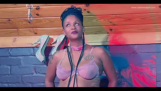 Собака Брюно идет на прогулки, подборка, трейлер