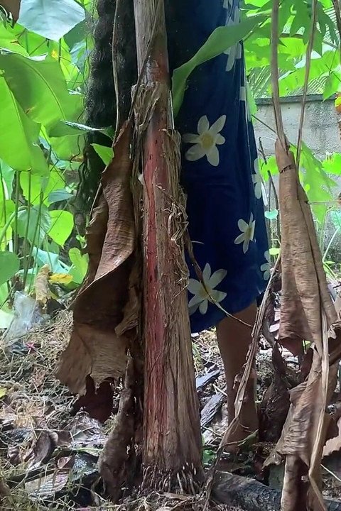 The Desire That Arose When I Went to the Forest to Bring Something to Cook.