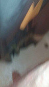 Video pregled