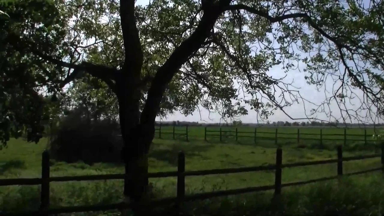 Sauerei im Schweinestall - scene #03