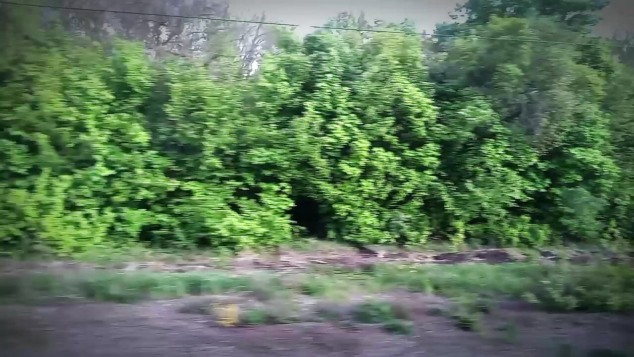 Twink took the train from the city to the forest to jerk off his cock among the mushrooms and trees